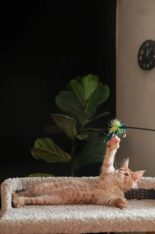 Кошки - мальчик мейн-кун - Вся Беларусь - Фото 2 мальчик мейн-кун - Вся Беларусь - 232149 - Доска объявлений Kupika.by - Фото 2