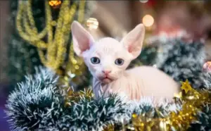 Канадский сфинкс котята