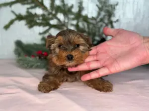 Мальчик океанская жемчужина йорка