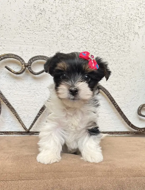 Бивер йоркширский терьер - Вся Беларусь - 233371 - Доска объявлений Kupika.by - Фото 2