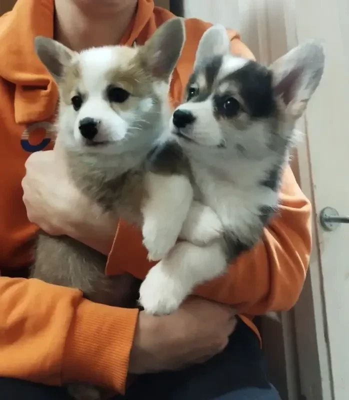 Щенки Вельш-Корги-Пемброк