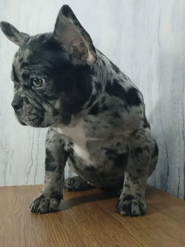 Французский бульдог - Вся Беларусь - 231986 - Доска объявлений Kupika.by - Фото 2