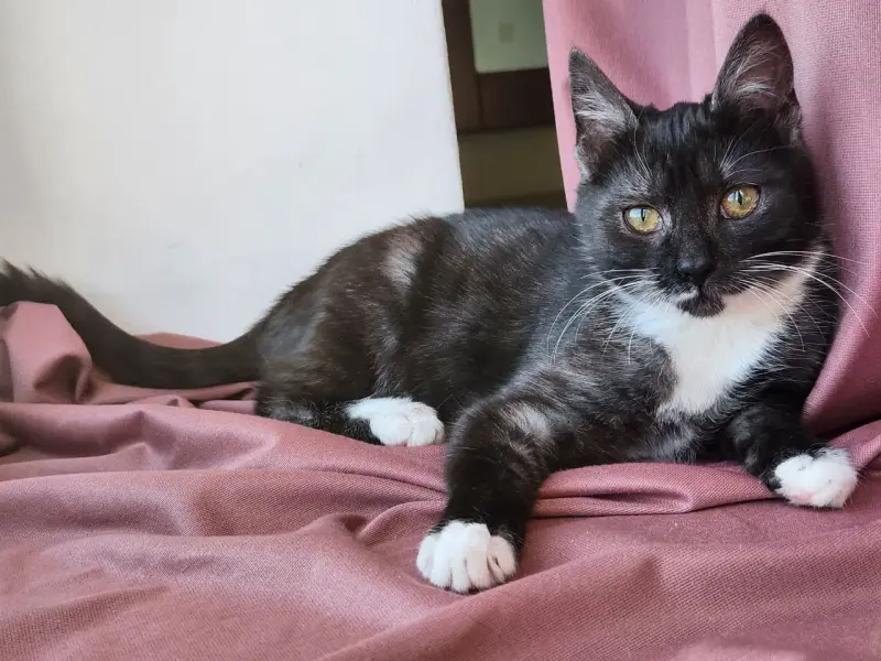 Котенок в дар