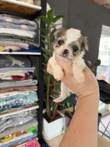 Щенки мини и микро блюбери доставка