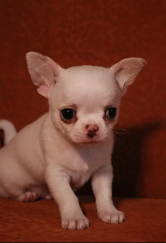 Щенки чихуахуа - Вся Беларусь - 234321 - Доска объявлений Kupika.by - Фото 7