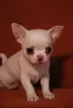 Щенки чихуахуа - Вся Беларусь - 234321 - Доска объявлений Kupika.by - Фото 7