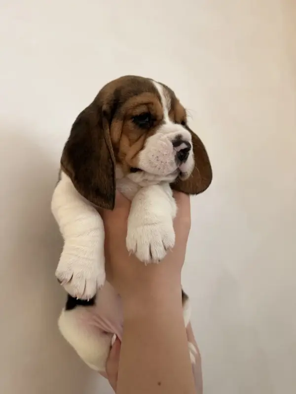 Собаки - Бигль щенки - Вся Беларусь - Фото 3 Бигль щенки - Вся Беларусь - 234233 - Доска объявлений Kupika.by - Фото 3