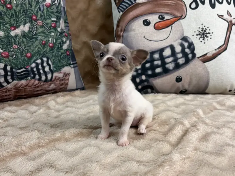 Чихуахуа мини девочка