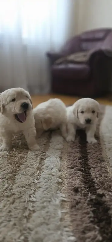 Щенки золотистого ретривера - Вся Беларусь - 233329 - Доска объявлений Kupika.by - Фото 3