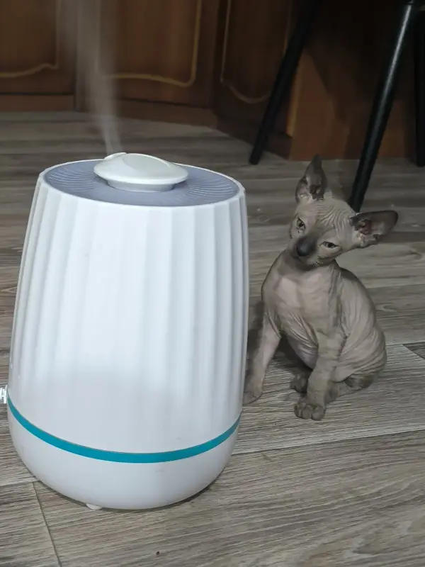 Канадский сфинкс - Вся Беларусь - 231326 - Доска объявлений Kupika.by - Фото 4