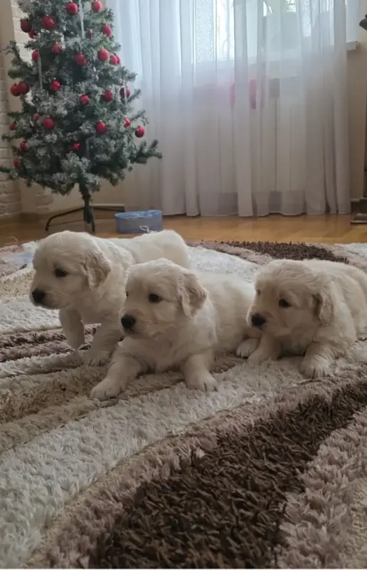 Щенки золотистого ретривера