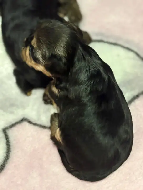 Собаки - Мини йоркширский терьер - Вся Беларусь - Фото 6 Мини йоркширский терьер - Вся Беларусь - 234061 - Доска объявлений Kupika.by - Фото 6