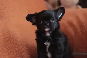 Щенки чихуахуа