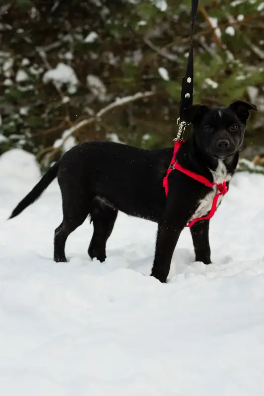 Собака Картошечка ищет дом - Уваровичи - 233835 - Доска объявлений Kupika.by - Фото 3