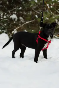 Собака Картошечка ищет дом