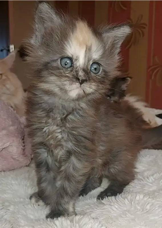 Мейн-кун девочки - Клецк - 233972 - Доска объявлений Kupika.by - Фото 6