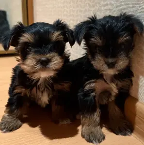 Щенки йоркширского терьера