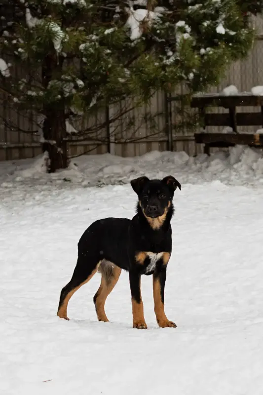 Собаке Шоколапке нужна семья - Вся Беларусь - 233826 - Доска объявлений Kupika.by - Фото 5