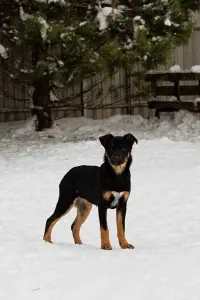 Собаке Шоколапке нужна семья