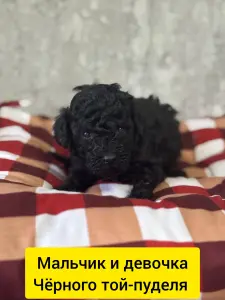 Щенки той-пудель беби доставка