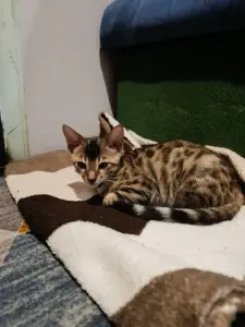 Бенгальский котенок