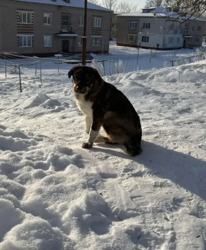 Собака девочка подросток - Вся Беларусь - 234394 - Доска объявлений Kupika.by - Фото 3