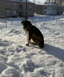 Собака девочка подросток