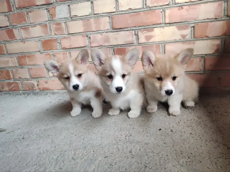 Корги продажа щенки - Нарочь - 234802 - Доска объявлений Kupika.by - Фото 3