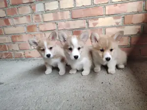 Корги продажа щенки