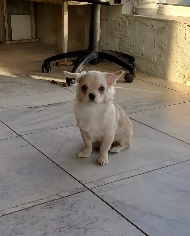 Собаки - Чихуахуа - Вся Беларусь - Фото 2 Чихуахуа - Вся Беларусь - 235061 - Доска объявлений Kupika.by - Фото 2