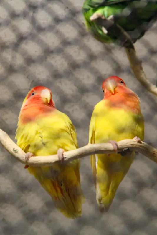 Птицы - Неразлучники розовощёкие - Вся Беларусь Неразлучники розовощёкие - Вся Беларусь - 232038 - Доска объявлений Kupika.by