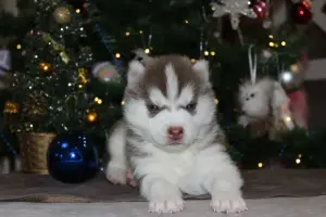 Домашние питомцы