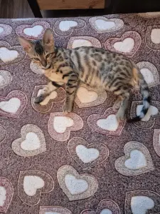 Котенок бенгальский