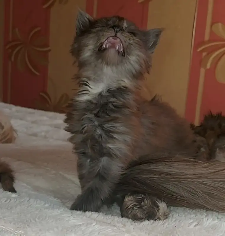 Мейн-кун девочки - Клецк - 233972 - Доска объявлений Kupika.by - Фото 10