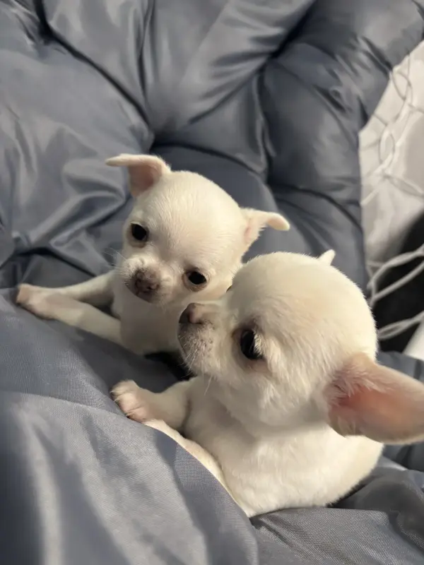 Мальчики чихуахуа - Вся Беларусь - 233950 - Доска объявлений Kupika.by - Фото 2