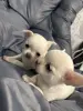 Мальчики чихуахуа - Вся Беларусь - 233950 - Доска объявлений Kupika.by - Фото 2