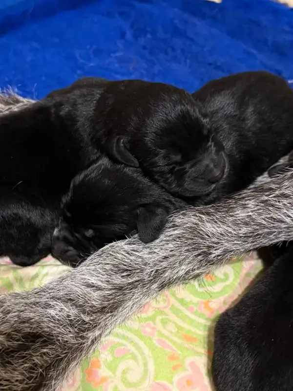 Собака - Дрогичин - 232745 - Доска объявлений Kupika.by - Фото 3