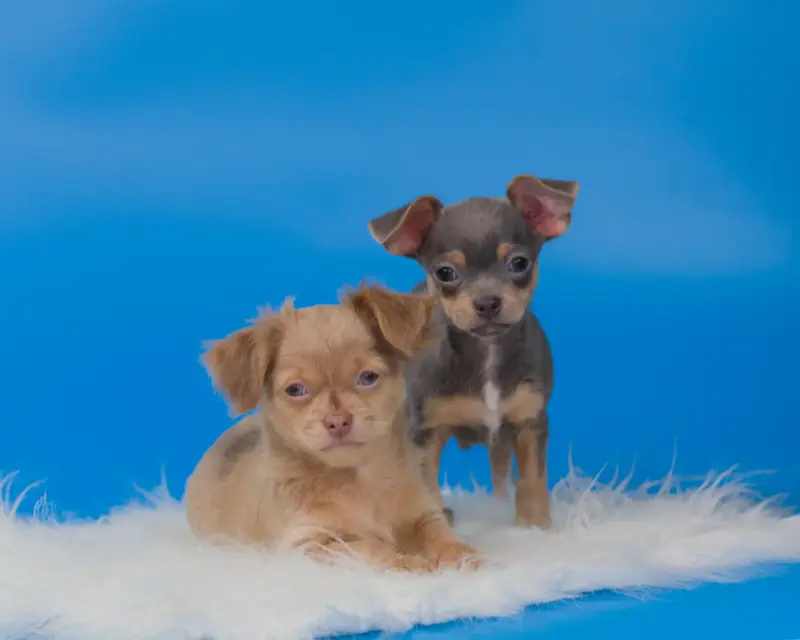 Собаки - Щенки чихуахуа - Вся Беларусь - Фото 8 Щенки чихуахуа - Вся Беларусь - 232950 - Доска объявлений Kupika.by - Фото 8