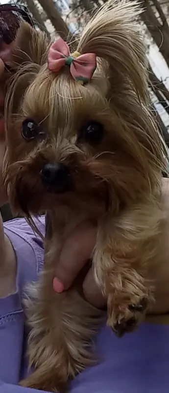 Собаки - Щенки Йорка, йоркширский терьер - Вся Беларусь - Фото 7 Щенки Йорка, йоркширский терьер - Вся Беларусь - 233961 - Доска объявлений Kupika.by - Фото 7