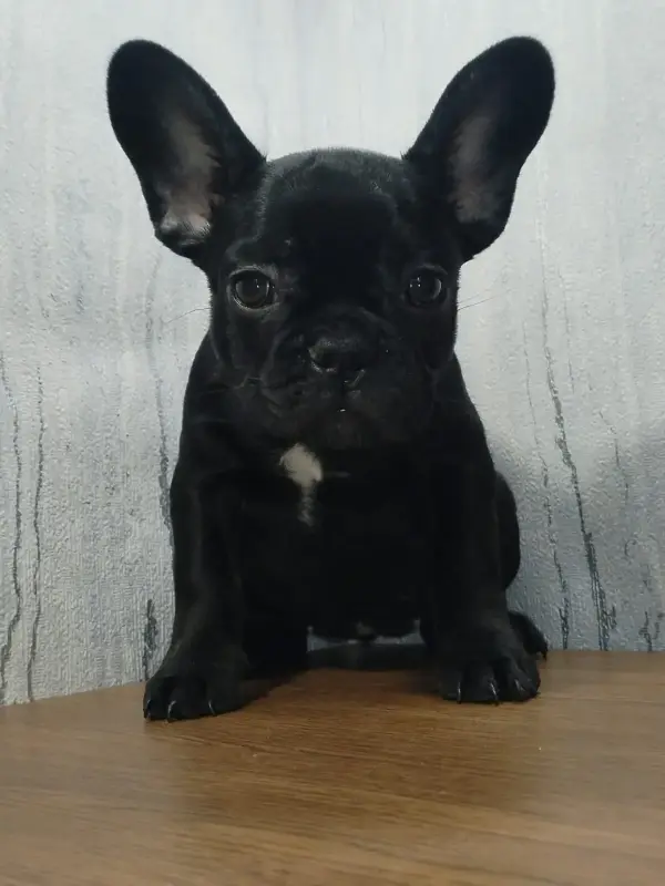 Французский бульдог - Вся Беларусь - 231986 - Доска объявлений Kupika.by - Фото 3