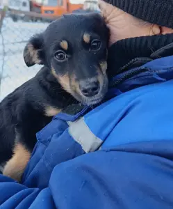 Щенки ищут дома Пружаны-Брест