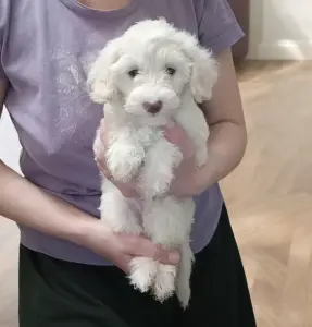 Карликовый пудель (белый) девочка
