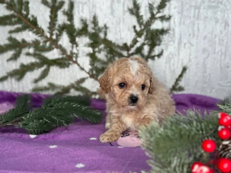 Щеночки мини мальтипу ф1девояки и мальяики