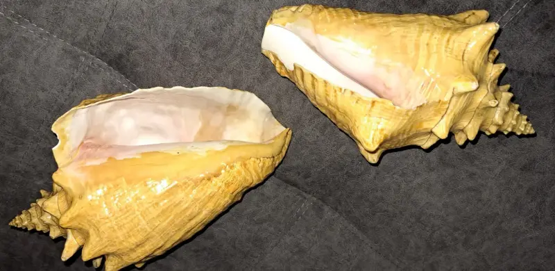 Ракушка большая, привезена с Кубы с Мексиканского залива - Вся Беларусь - 233176 - Доска объявлений Kupika.by - Фото 3