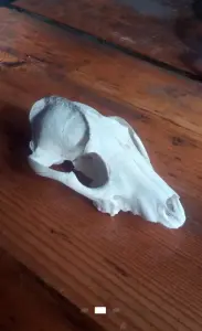 Чей черепок...