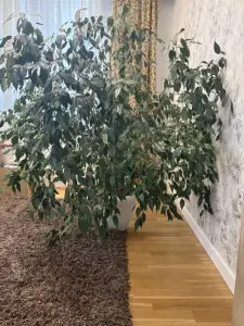 Фикус Бенджамина