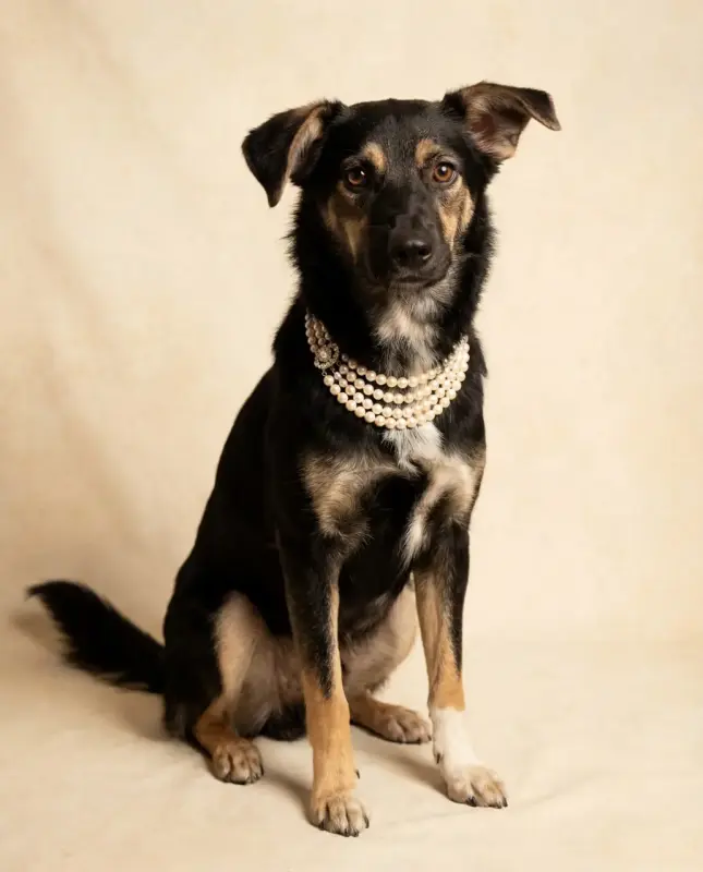 Собака Умнейшая Козявочка ждет свою семью