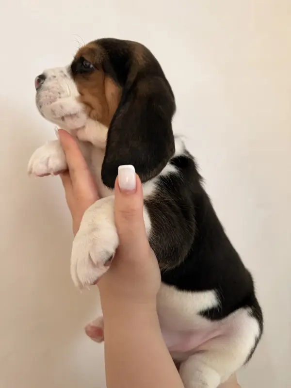 Собаки - Бигль щенки - Вся Беларусь - Фото 5 Бигль щенки - Вся Беларусь - 234233 - Доска объявлений Kupika.by - Фото 5