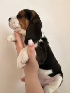 Бигль щенки