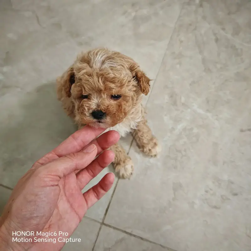 Собаки - Мальтипу Ф1 мальчик - Вся Беларусь Мальтипу Ф1 мальчик - Вся Беларусь - 233101 - Доска объявлений Kupika.by